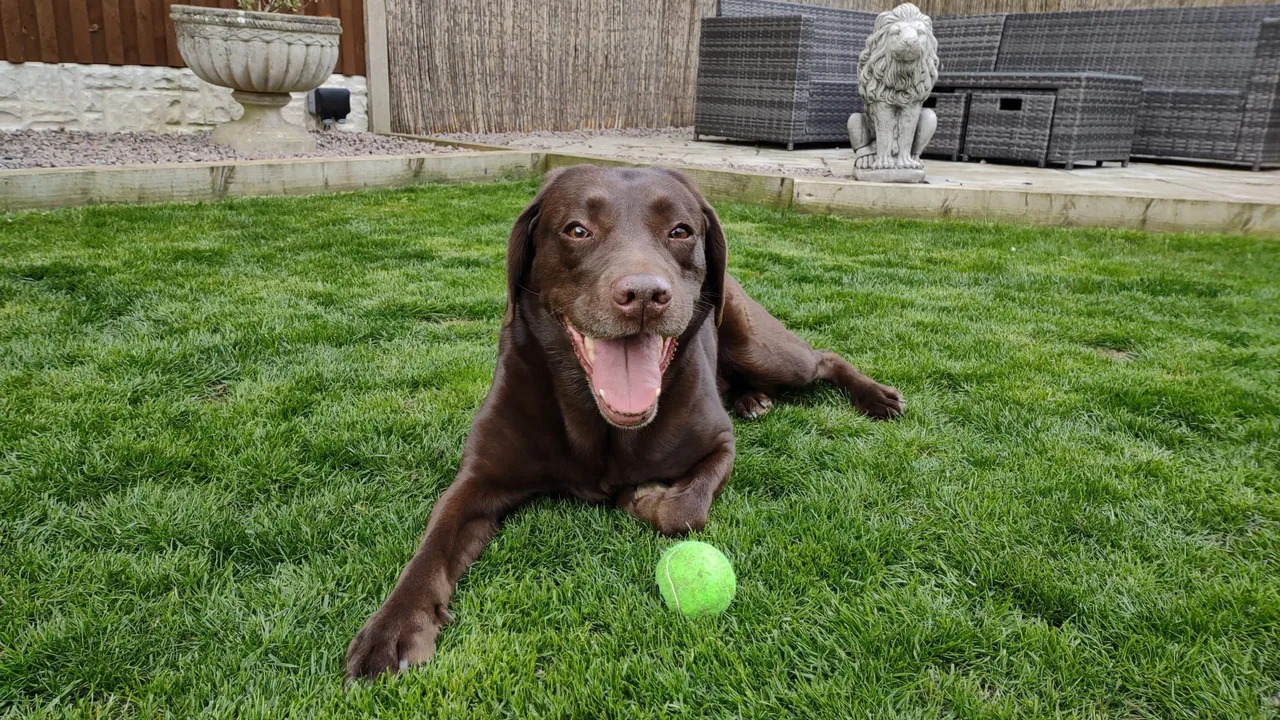 are self moving dog balls safe: Are Self-Moving Dog Balls Safe? A Practical Safety Checklist Are Self-Moving Dog Balls Safe? A Practical Safety Checklist — are self moving dog balls safe | GearPuff