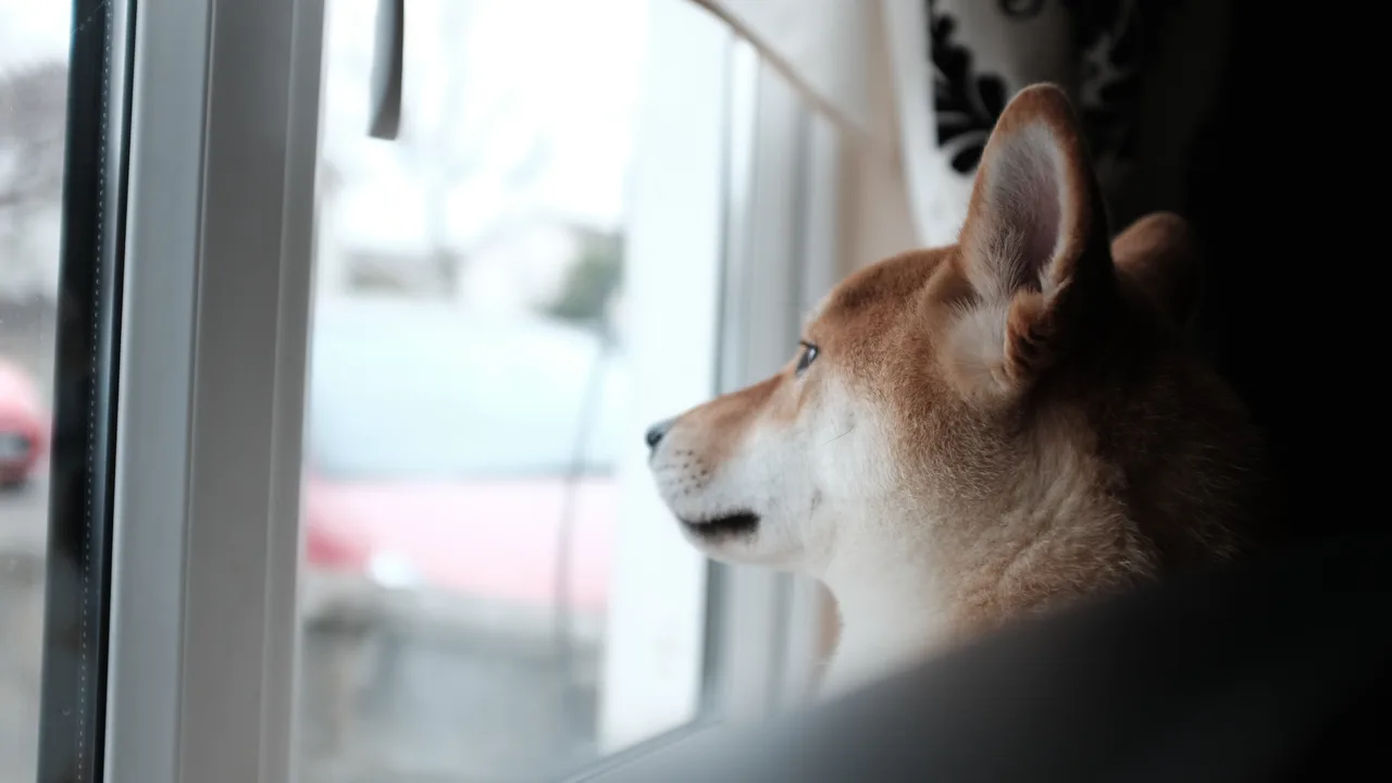 how to keep a dog entertained while you work: How to Keep a Dog Entertained While You Work From Home How to Keep a Dog Entertained While You Work From Home — how to keep a dog entertained while you work | GearPuff